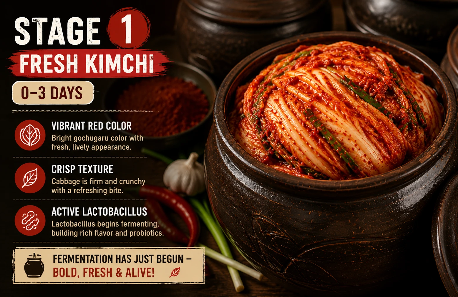 Stage 1 fresh kimchi 0–3 days — vibrant red crisp texture, active Lactobacillus beginning fermentation