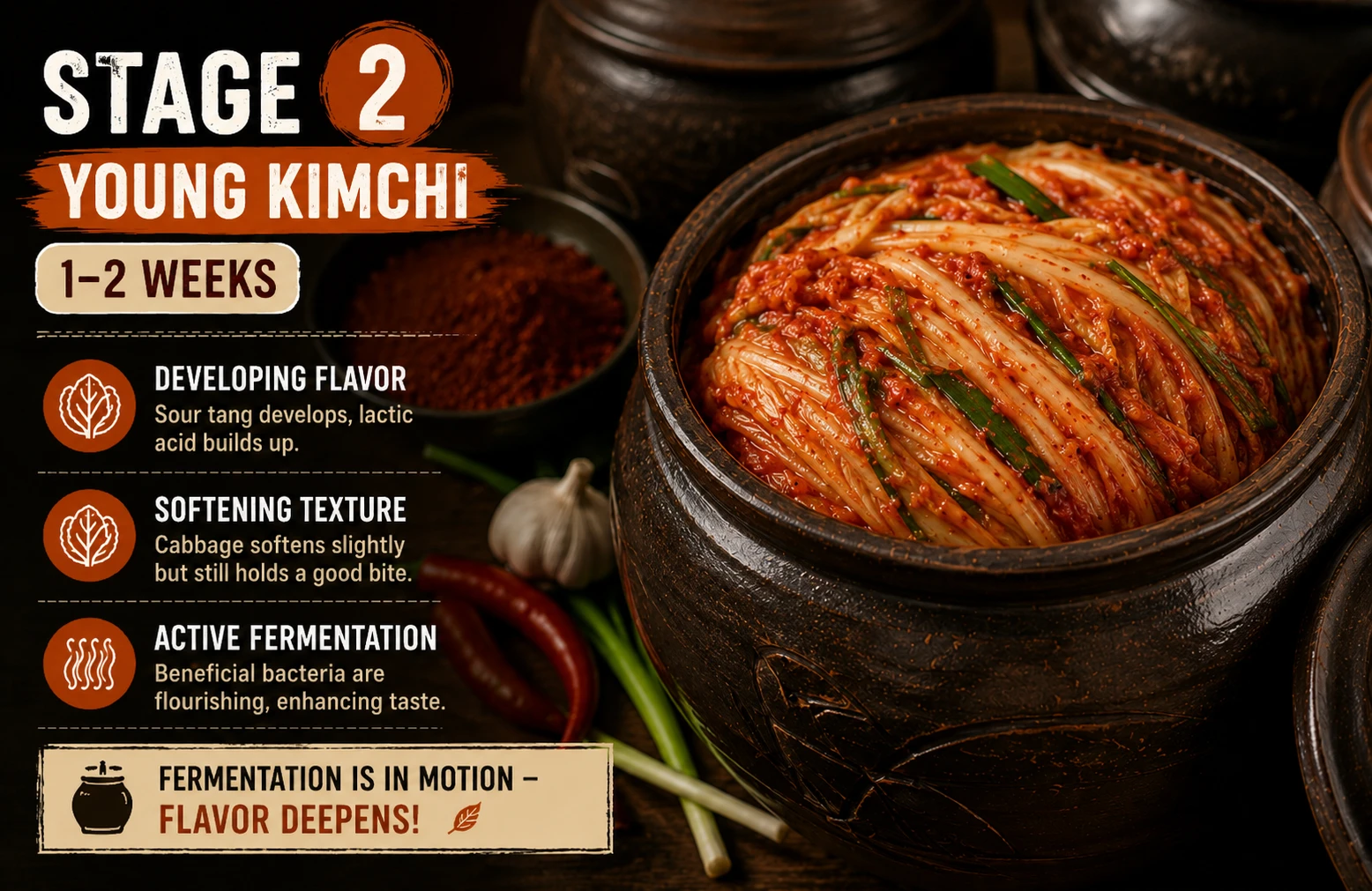 Stage 2 young kimchi 1–2 weeks — developing sour tang, lactic acid building, slightly softened