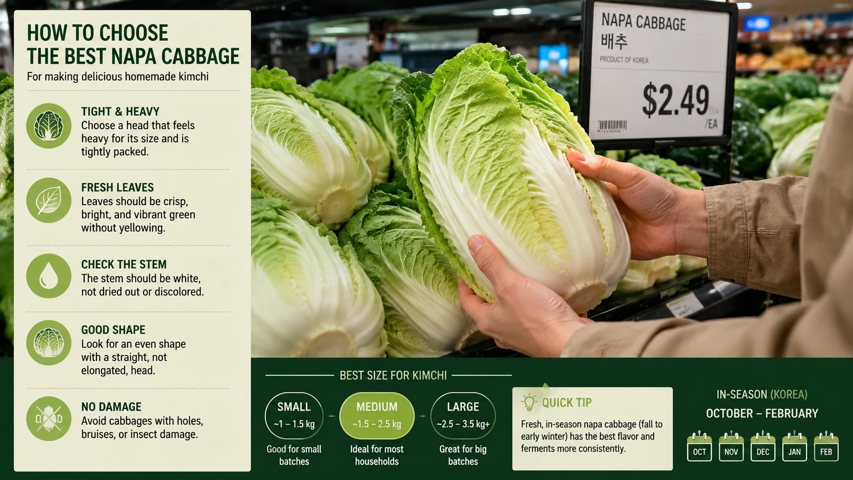 Hand selecting a fresh, tightly-packed napa cabbage head at a grocery store